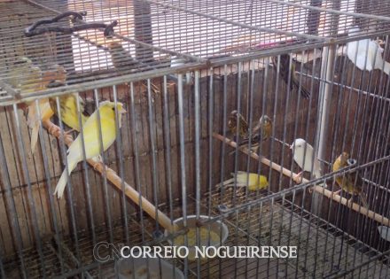 mais-de-50-aves-sao-resgatadas-em-situacao-de-maus-tratos-em-artur-nogueira-correio-nogueirense-capa