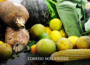 mata-atlantica-produz-50-dos-alimentos-consumidos-no-pais-diz-estudo-correio-nogueirense