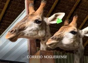 pf-indicia-4-pessoas-por-crimes-associados-a-importacao-de-18-girafas-correio-nogueirense