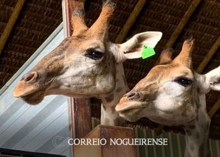 pf-indicia-4-pessoas-por-crimes-associados-a-importacao-de-18-girafas-correio-nogueirense