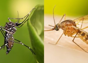 folha-diferenca-entre-aedes-e-pernilongo-divulgacao-fiocruz-cdc