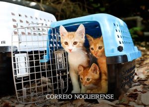 lei-pune-quem-maltrata-animais-correio-nogueirense