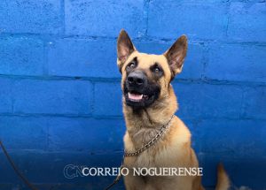 bons-de-faro-conheca-os-agentes-caninos-da-gcm-de-artur-nogueira-correio-nogueirense