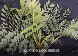 estudo-encontra-dez-novas-especies-de-leguminosas-correio-nogueirense