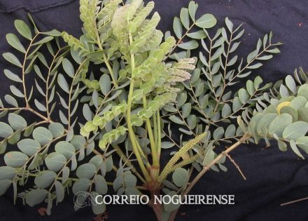 estudo-encontra-dez-novas-especies-de-leguminosas-correio-nogueirense