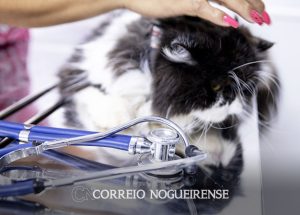 zoonose-de-artur-nogueira-fez-mais-de-45-mil-atendimentos-em-2022-correio-nogueirense