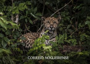 amazonia-estudo-mostra-que-oncas-estao-em-areas-ameacadas-pelo-homem-correio-nogueirense