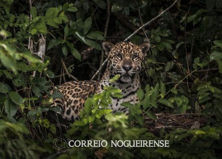 amazonia-estudo-mostra-que-oncas-estao-em-areas-ameacadas-pelo-homem-correio-nogueirense