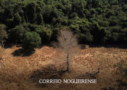 estudo-aponta-relacao-entre-reducao-da-pobreza-e-do-desmatamento-correio-nogueirense