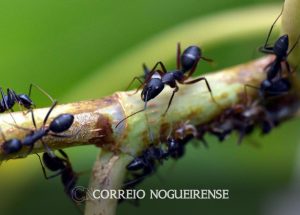 estudo-com-formigas-revela-efeitos-do-pasto-na-diversidade-amazonica-correio-nogueirense