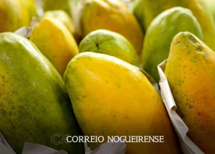 governo-prorroga-prazo-para-cadastro-na-agricultura-familiar-correio-nogueirense