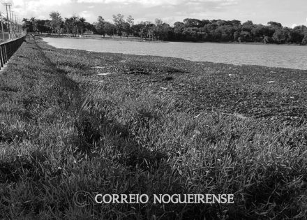 melinho-tagliari-pede-a-retirada-urgente-dos-aguapes-existentes-no-balneario-municipal-gulherme-carlini-correio-nogueirense-capa