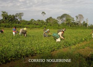 onu-incluir-pequeno-produtor-e-base-de-sistema-alimentar-resiliente-correio-nogueirense