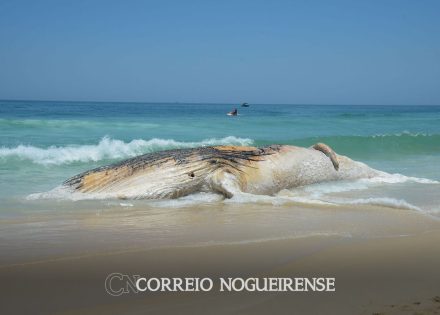 projeto-da-petrobras-encontra-mais-de-30-mil-animais-mortos-em-praias-correio-nogueirense