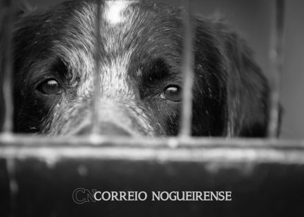 tarcisio-sanciona-lei-para-que-veterinarios-denunciem-casos-de-maus-tratos-a-animais-correio-nogueirense