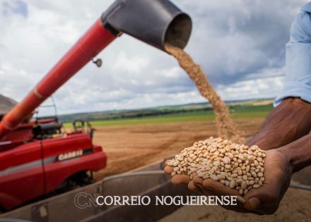 aumento-da-temperatura-vai-afetar-a-producao-de-feijao-no-brasil-correio-nogueirense