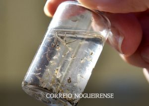 com-alta-de-casos-governo-cria-centro-para-monitorar-dengue-correio-nogueirense