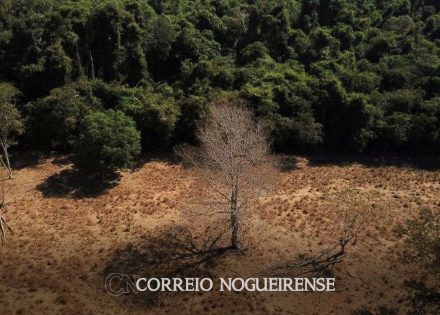 combate-ao-desmatamento-e-prioridade-para-mitigar-mudancas-climaticas-correio-nogueirense
