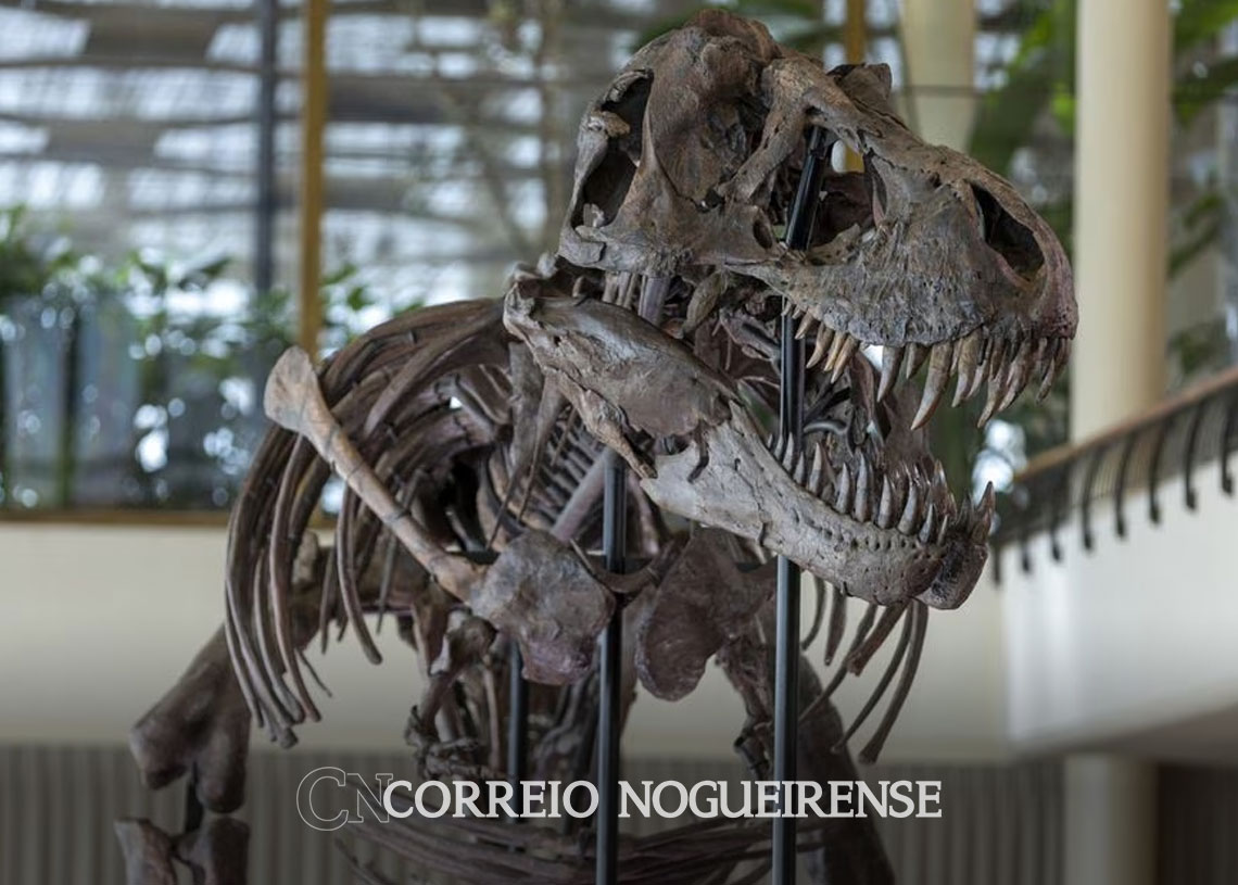 esqueleto-raro-de-t-rex-vai-a-leilao-na-suica-correio-nogueirense