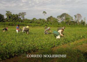 governo-federal-relanca-programa-de-aquisicao-de-alimentos-correio-nogueirense