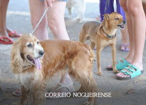 governo-proibe-uso-de-animais-em-pesquisas-de-cosmeticos-e-perfumes-correio-nogueirense
