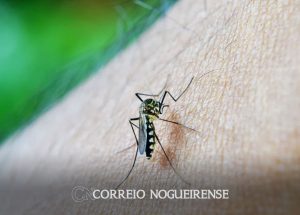 infodengue-lanca-e-book-sobre-dengue-e-mudancas-climaticas-correio-nogueirense