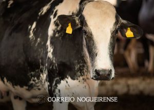 vaca-louca-confirmado-que-caso-recente-e-atipico-correio-nogueirense