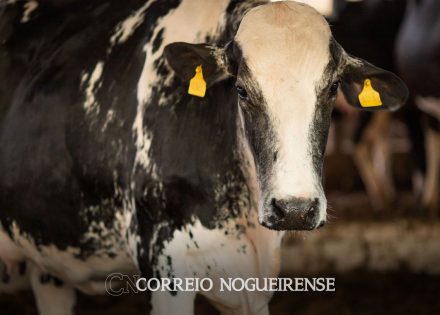 vaca-louca-confirmado-que-caso-recente-e-atipico-correio-nogueirense