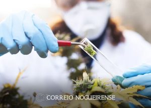 venda-nas-farmacias-de-produtos-a-base-de-cannabis-cresce-3423-correio-nogueirense
