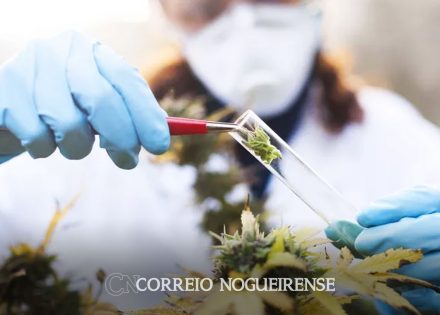 venda-nas-farmacias-de-produtos-a-base-de-cannabis-cresce-3423-correio-nogueirense