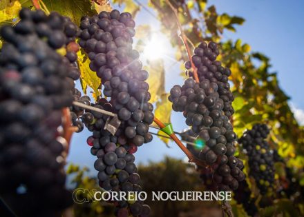 vinicolas-devem-pagar-r-7-milhoes-por-caso-de-trabalho-escravo-no-rs-correio-nogueirense