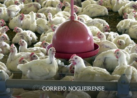 oms-confirma-primeira-morte-por-gripe-aviaria-no-mundo-correio-nogueirense