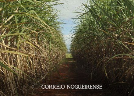 producao-de-cana-deve-crescer-e-chegar-a-610-milhoes-de-toneladas-correio-nogueirense