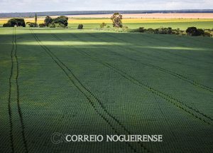 berco-das-aguas-cerrado-recebe-600-mi-de-litros-de-agrotoxico-por-ano-correio-nogueirense