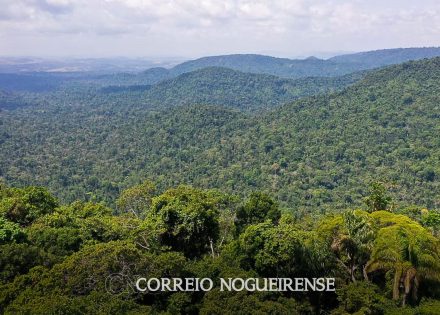 o-que-e-o-fundo-amazonia-correio-nogueirense