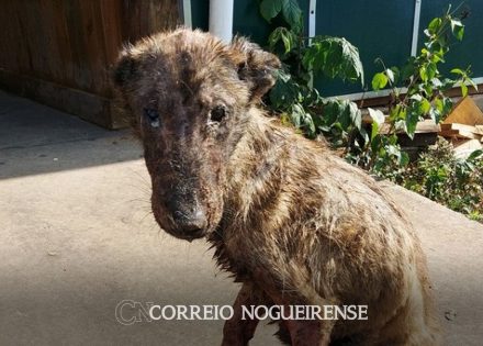 parceria-entre-zoonoses-gcm-e-policia-civil-resulta-em-sentenca-contra-homem-acusado-de-maus-tratos-em-artur-nogueira-correio-nogueirense