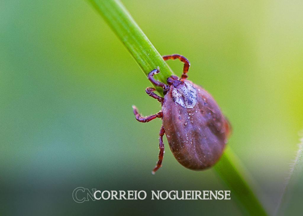 Febre Maculosa Saiba O Que A Doen A E Quais Os Sintomas Correio Nogueirense