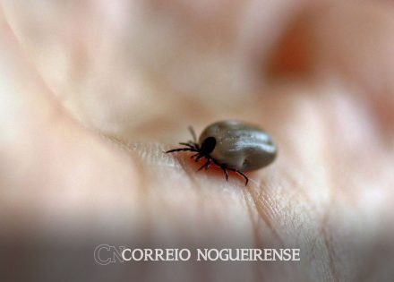 estado-de-sp-confirma-dois-novos-casos-de-febre-maculosa-correio-nogueirense