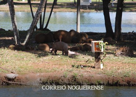 parlamentar-solicita-pulverizacao-com-produtos-carrapaticidas-na-area-de-lazer-da-lagoa-dos-passaros-correio-nogueirense
