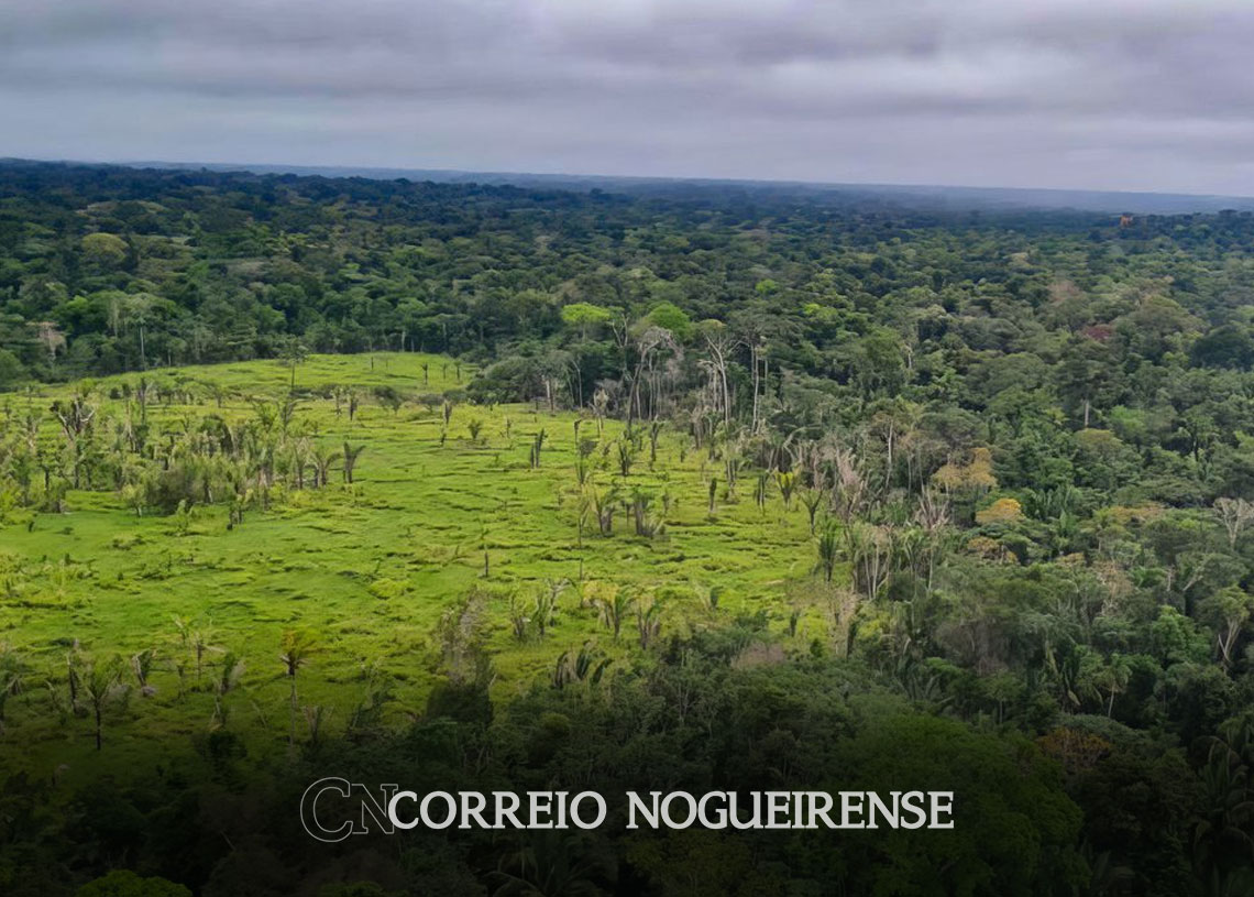 perda-de-florestas-tropicais-primarias-aumentou-15-no-brasil-em-2022-correio-nogueirense