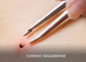 pesquisadores-buscam-vacina-contra-a-febre-maculosa-correio-nogueirense