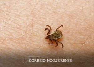 saude-de-holambra-faz-alerta-sobre-importancia-da-prevencao-contra-febre-maculosa-correio-nogueirense