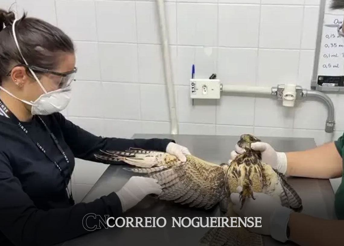 governo-de-sp-atendeu-68-animais-feridos-por-linhas-de-pipa-em-2023-correio-nogueirense