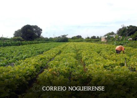 ministerios-assinam-acordo-para-impulsionar-agricultura-familiar-correio-nogueirense