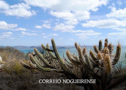 mudancas-climaticas-podem-gerar-perda-de-especies-na-caatinga-correio-nogueirense