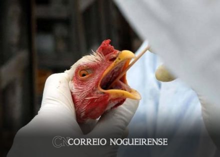 governo-de-sp-decreta-estado-de-emergencia-por-gripe-aviaria-correio-nogueirense