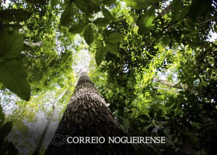 governo-estuda-ampliar-faixa-de-fronteira-da-amazonia-legal-correio-nogueirense