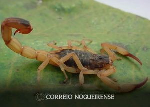 melinho-tagliari-pede-que-seja-realizado-campanha-de-prevencao-sobre-a-proliferacao-de-escorpioes-em-artur-nogueira-correio-nogueirense