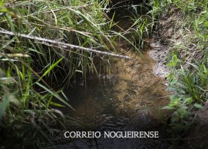 nova-lei-incentiva-acoes-de-recuperacao-e-protecao-de-nascentes-correio-nogueirense