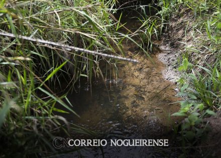 nova-lei-incentiva-acoes-de-recuperacao-e-protecao-de-nascentes-correio-nogueirense